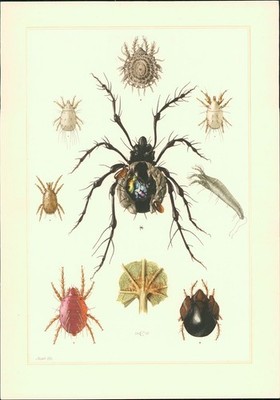 Kunstdruck - Offsetdruck. Spinnentiere. Milben. Rote Spinne (Paratetranychus pil