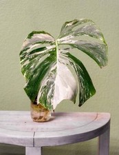 Rooted Variegated Monstera Cutting