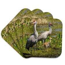 3dRose, Florida sandhill crane adult with colt, Florida, USA, Coaster