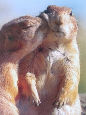 PRAIRIE DOGS KISS ''Happy Birthday Sweet Cheeks!'' AVANTI CARD Love Family Friend