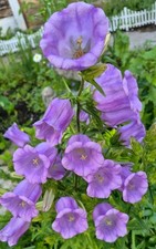 Canterbury Bells Lavender Purple - 250 Seeds - Cup &