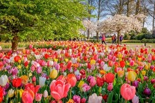 Tulip Mix All Colors and Kinds 5 Bulbs 10+ cm
