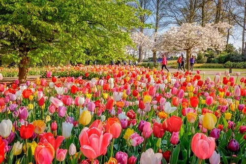 Tulip Mix All Colors and Kinds 5 Bulbs 10+ cm