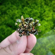 Bucephalandra Purple Mini Buce Aquarium Plants Factory