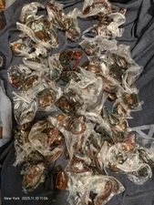 71× Necklace BROWN SCORPION AMBER lucite tear Amber bead