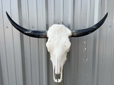 LONGHORN STEER SKULL 3 FEET 1 1/2 Inch WIDE POLISHED BULL HORN MOUNTED COW HEAD