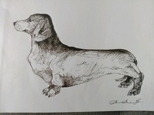 Dachshund Ink Drawing Dog Sketch of a Dachshund Sausage Dog