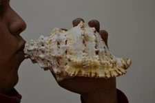 GIANT FROG CONCH SEA SHELL BLOWING BLOW BEACH 7"