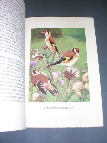 Ornithologie Rambert E. Chants d'oiseaux nbses planches couleurs Léo-Paul Robert - Imagen 2 de 5
