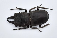 Lucanidae, Gnaphaloryx opacus, Bali, A2, 22+ mm, #LM249