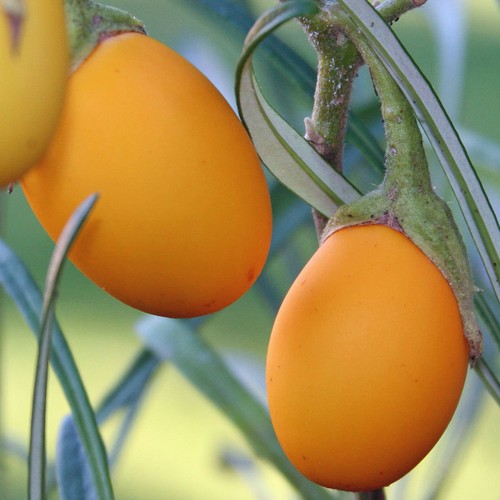 VEGETABLE - AUBERGINE GOLDEN EGGS - 20 SEEDS - Egg Plant - White to yellow - Picture 5 of 6