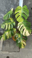 Real Picture Monstera Marmorata Tricolor Variegated 7 Leaf Beautiful Aroid Plant