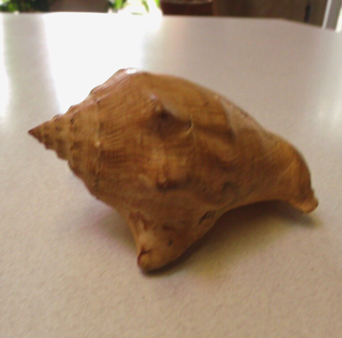 COLLECTIBLE 6 INCH LONG BEIGE SEA SHELL eBay