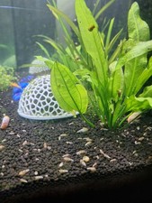 Malaysian Trumpet Snails 10 pack 