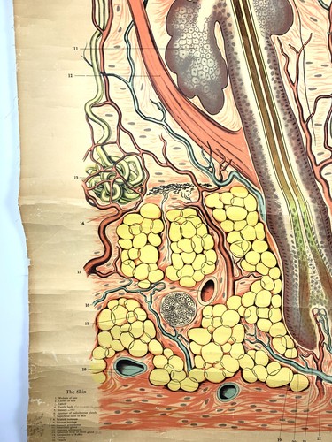 Vintage anatomische wissenschaftliche Illustration Poster hängendes Kunstdiagramm 1940er die Haut - Bild 4 von 12