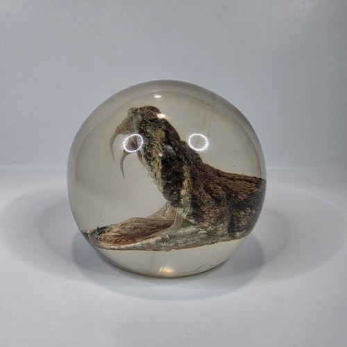 Vintage Taxidermy Western Diamondback Rattlesnake Rattle Snake Head Display
