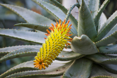 aloe vera wundheilung anwendung ALOE VERA GEL BIO – Soena Naturals