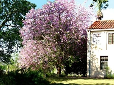 Hawaiian Orchid Tree {Bauhinia purpurea} 30 seeds Free Shipping!