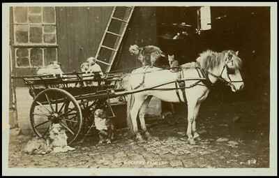 Tiere: Pferd und Wagen mit Hunden & Katzen. RP. Unbespielt. A7