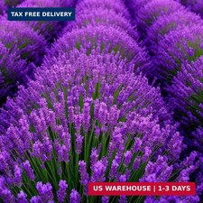 Lavender Seeds 5000 PCS - Low-Maintenance Aromatic Plant, Drought-Tolerant  L