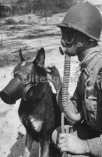 WW2 Photo Picture U.S. War Dog and Soldier with Gas Mask 244