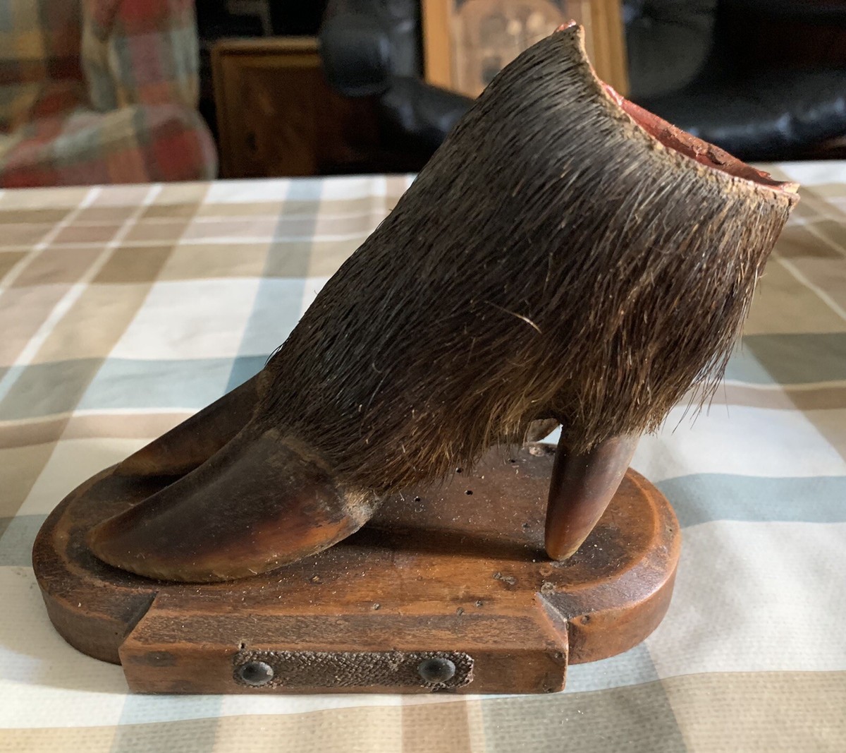 Trophée De Chasse – Pied D'Honneur De Sanglier – Nezer – 01 Mars 1922