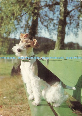 D271827 Dog E T W Dennis Postcard