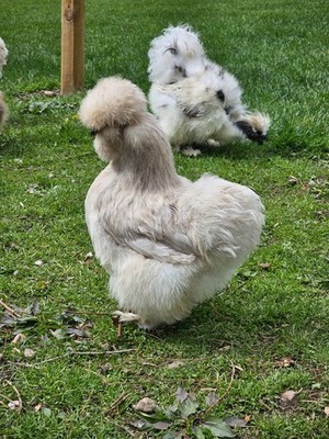 6+ Silkie Chicken Fertile Hatching Eggs for Incubation