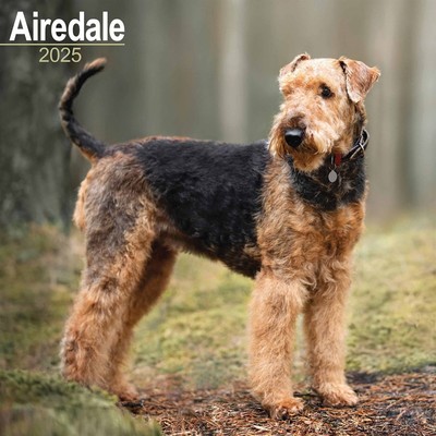 Cost Airedale Puppies Airedale Terrier Calendar 2025 Dogs Month To