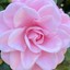 roseychic