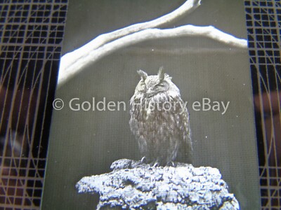 ANTIKES TIER ECHTFOTO DIA GLAS ADLER EULE LONDON ZOO