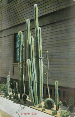 Mexican Cacti Residence Street View Rieder Germany Prelinen Mexico Postcard  P693 | eBay
