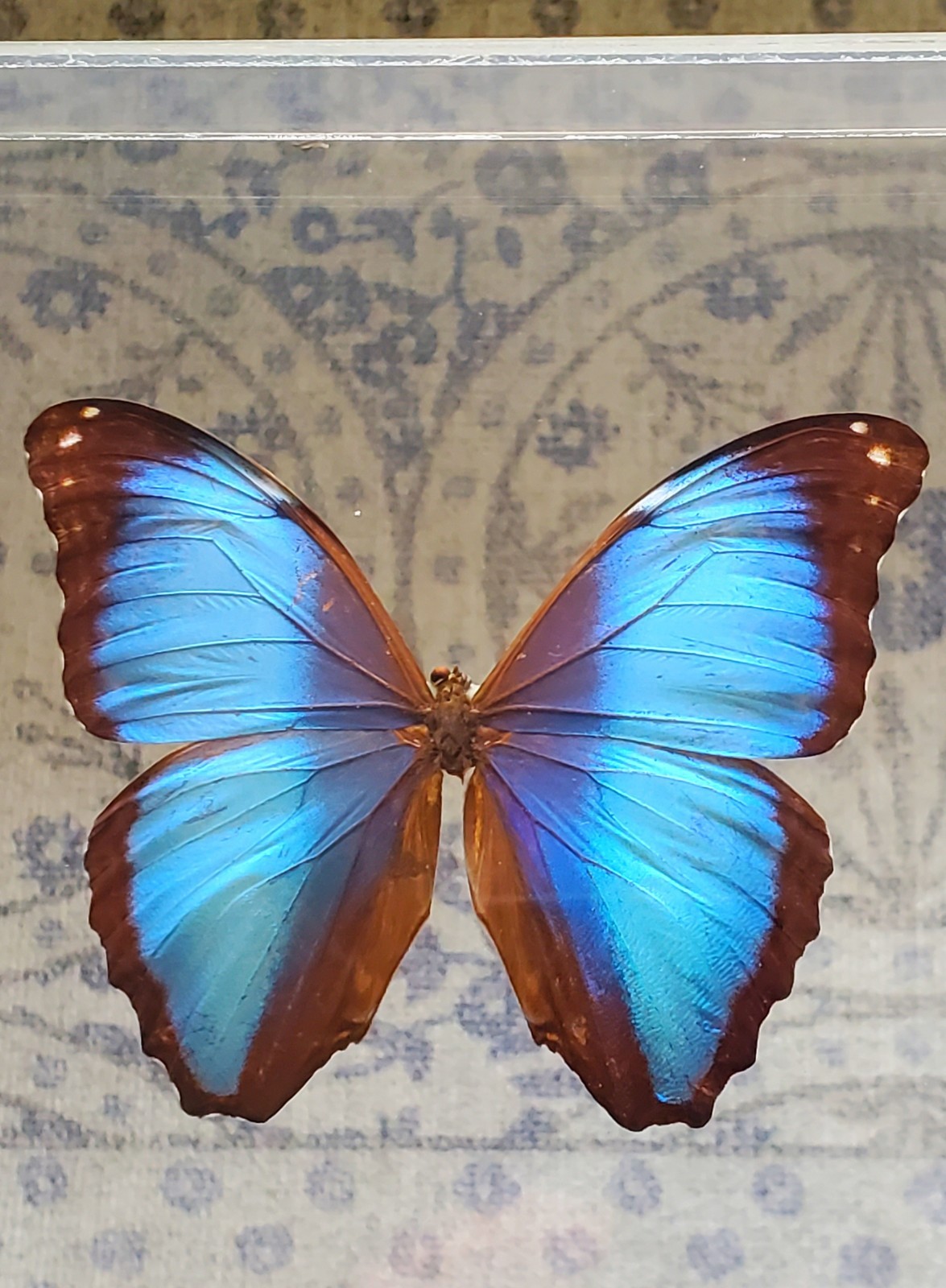 Real mounted Blue Morpho butterfly