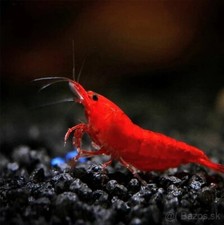 Bloody Mary Neocaridina Shrimp 10 1 Plus FREE 1.5 Oz Bag Of Snowflake Food