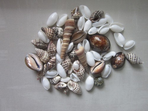 Home Decorations Shell Spiral Mixed Style Gift Party Sale Bargain 100 GR