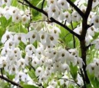 Benzoin Absolute Pure Essential Oil - 30 ML + Free Carrier oil  10 ml