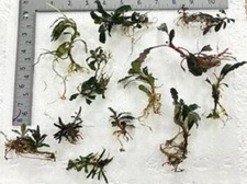 Buce 30 + assorted Rhizomes Unlabeled.   Rare Aquarium/Paludarium/Vivarium Plant
