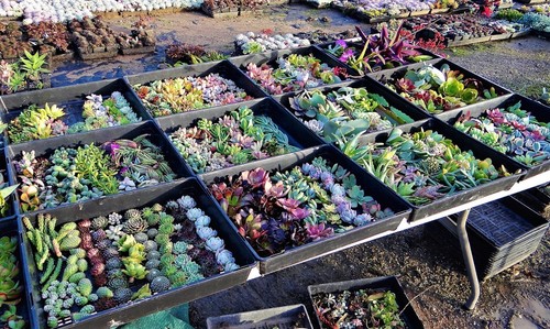 SUCCULENTS 150 DIFFERENT succulent cuttings (some with roots) FREE EXPRESS POST - Picture 4 of 11