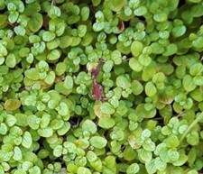 Soleriolia Helixine. The baby's tear/mind your own business plant in 7cm pot