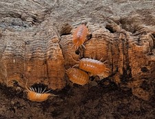 Giant Orange Isopods