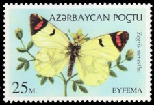 AZERBAIJAN 471 - Sooty Orange Tip "Zegris eupheme menestho" (pb76416)