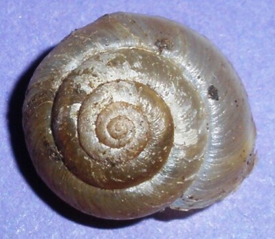 Euomphalia strigella -HYGROMIIDAE - Russian Land Snail Shell - 14.4mm F++ #7051