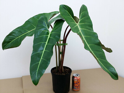 PHILODENDRON BERNARDOPAZII +FREE HEAT aka SUPERBUM Long Glossy Leaf White  Veins | eBay
