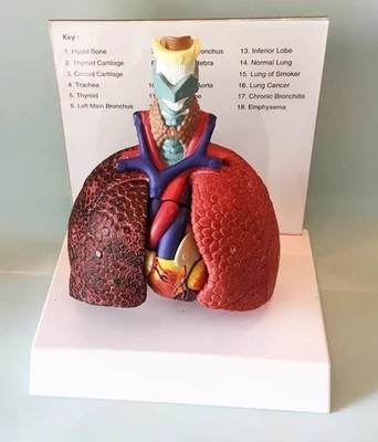 Life Size Human Lung Model Anatomical Respiratory System Anatomy Teaching Tool