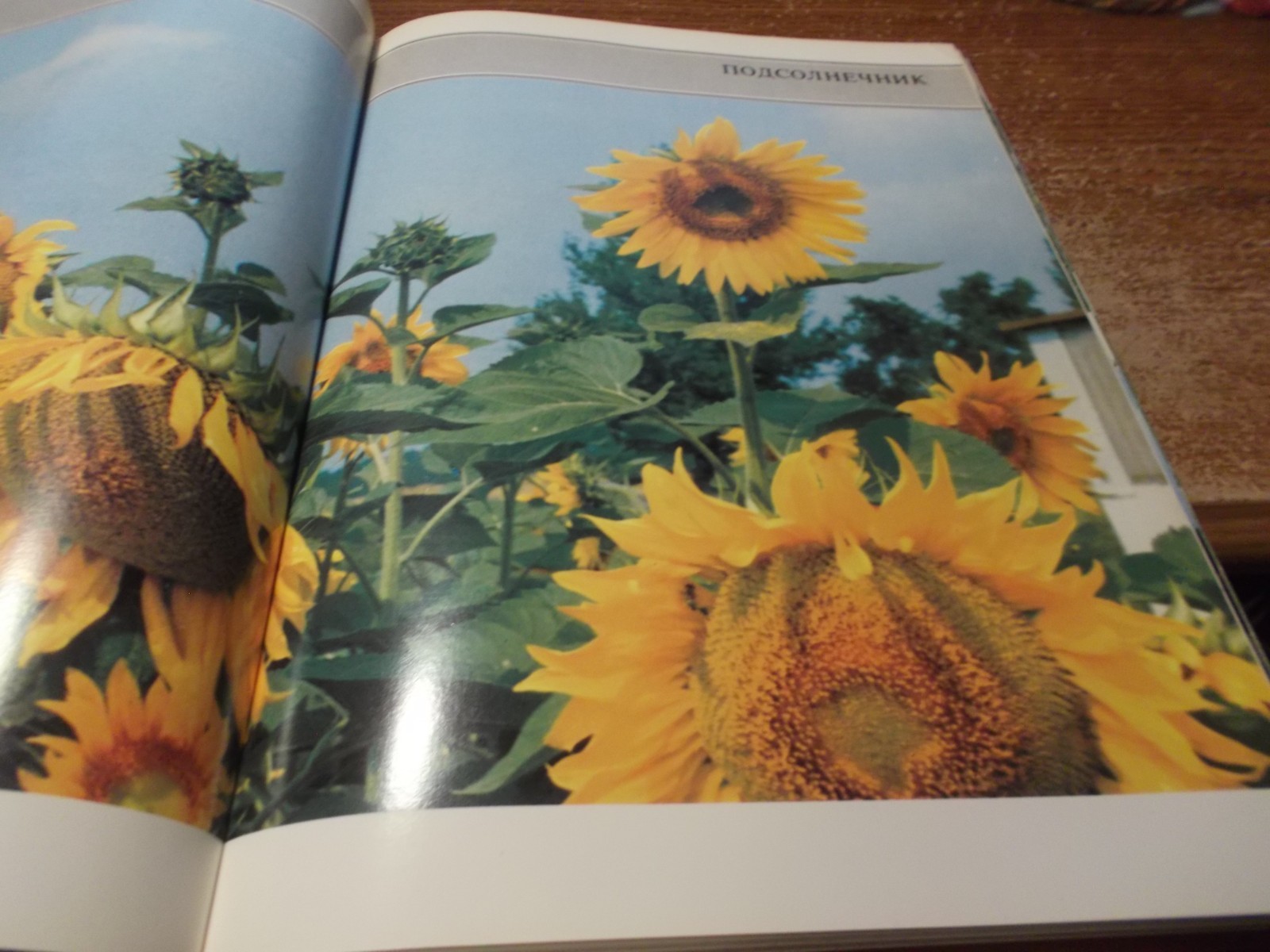 Gifts of the Georgian Land - Georgian, Russian, and English - HC 1988