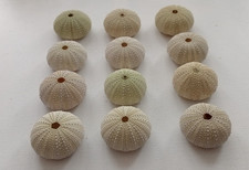 12 große hellgrüne Seeigel 55 - 60 mm zur Schmuckherstellung kreative Projekte