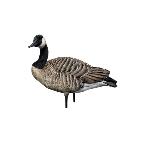 Avian X Topflight Honker Floaters Bundled with X AXP Honkers Canada Goose Decoys - Picture 9 of 12