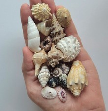 Lot Of 15 Seashell Mix Collectable Beach Decor Display