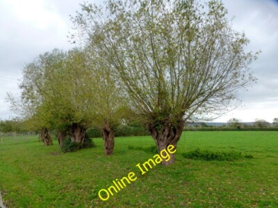 Photo 6x4 Willows opposite Baldwins Upper Framilode Severn floodplain bet c2013