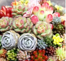 Mixed Succulent Plant Seeds, Lithops Seeds. 100pcs/pack